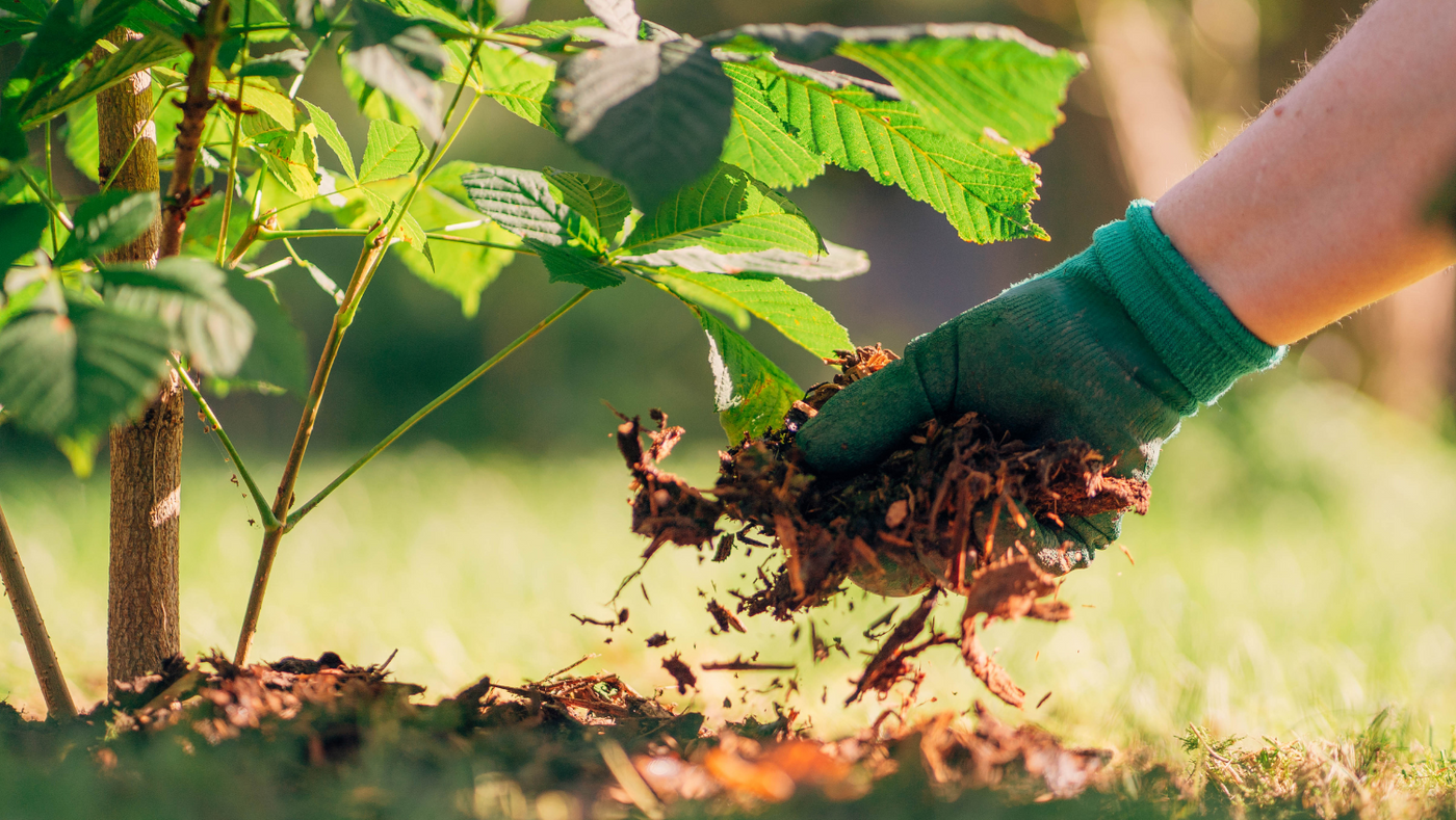 kuorikatetta kädessä