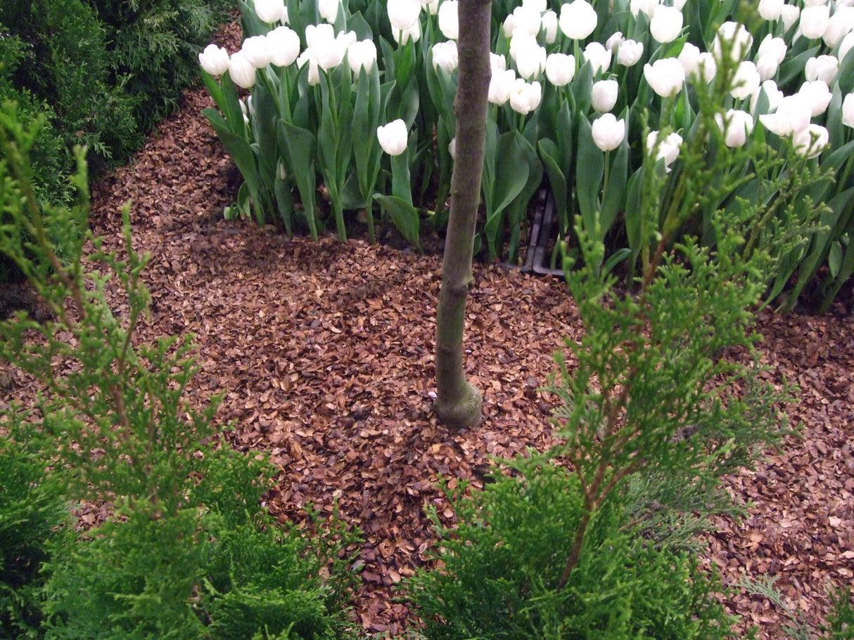 kaakaokuorikate, tulppaaneja ja havukasveja